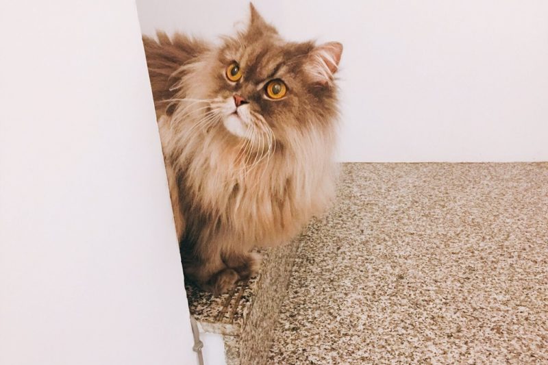 合作/貓咪的遊樂天堂  貓格里拉 Cat Hotel & Goods